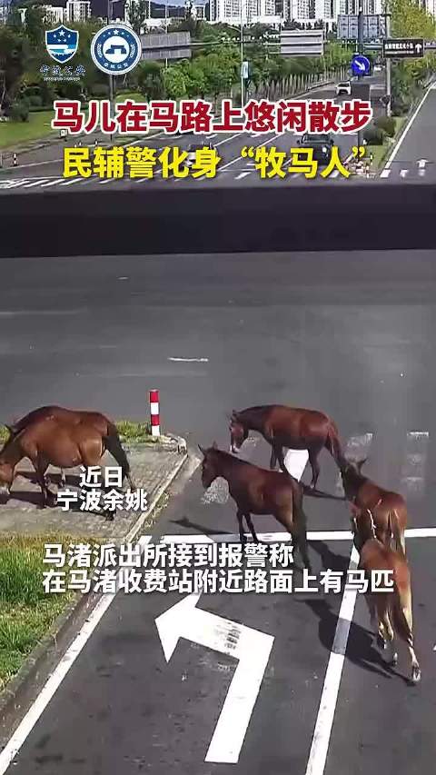 宁波余姚民辅警化身牧马人引导马路散步马匹