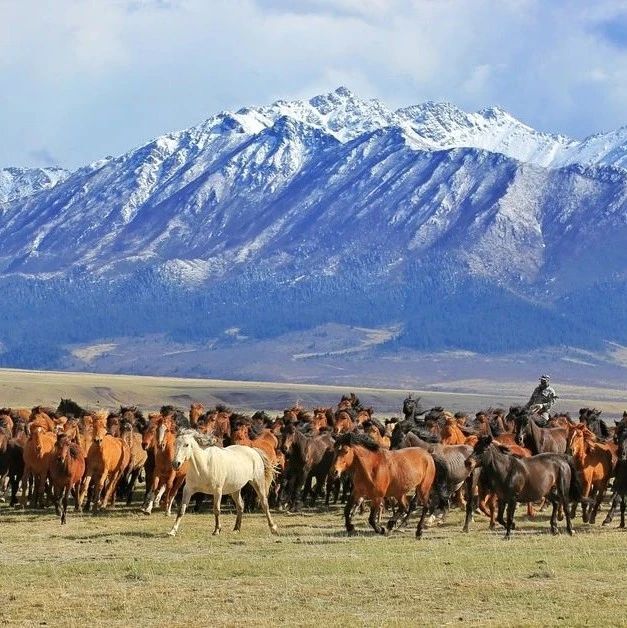每天与巍峨的雪山、奔腾的骏马为伴，还有比这更酷的工作吗