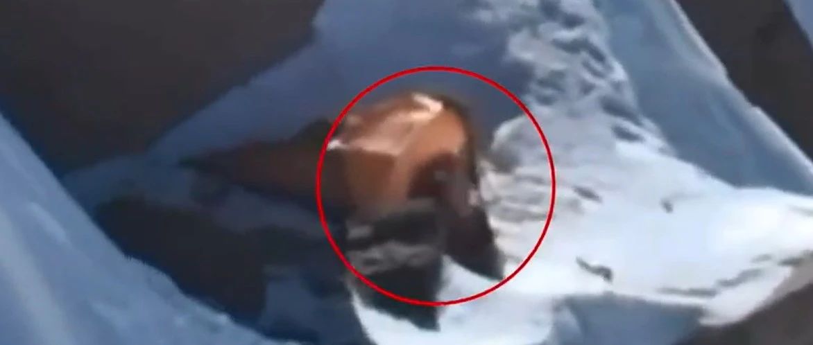 女子受困7000米雪山，10余天后救援中止