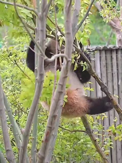 小金豆爬树咬枝摔落，功夫熊猫尴尬逃跑