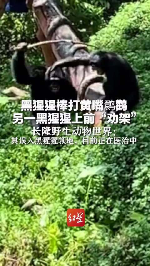 看完这个视频，感觉《猩球崛起》也得算纪录片了