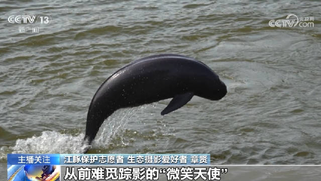 长江里的母子豚越来越多了