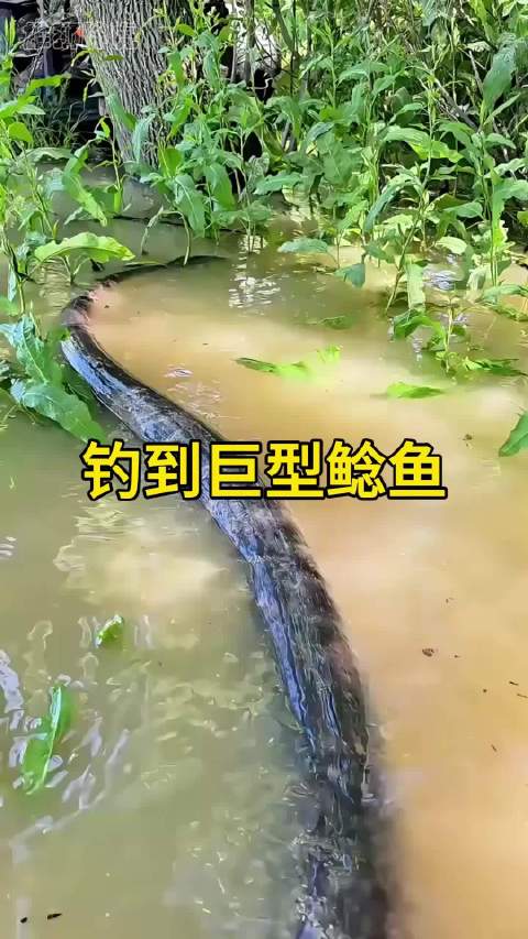 男子钓到一条大鲶鱼，却拍出哥斯拉的感觉
