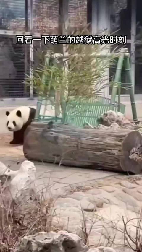 萌兰的越狱高光时刻 来源：功夫熊猫