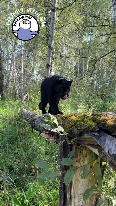 黑豹钢琴家诶！