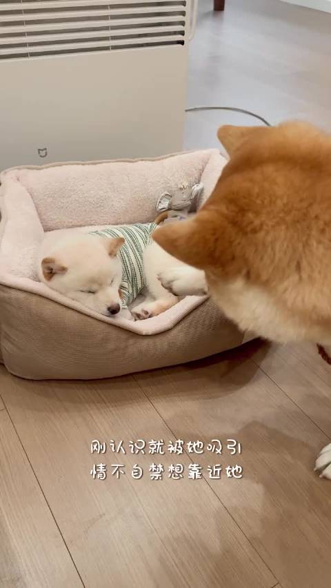 《东京爱情故事》狗狗版 磕我们吧，我们不会be