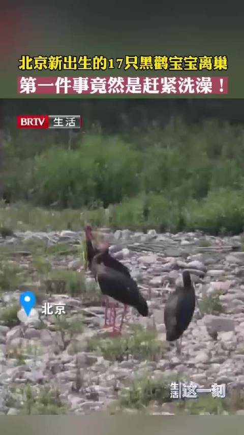 黑鹳宝宝离巢第一件事竟是赶紧洗澡