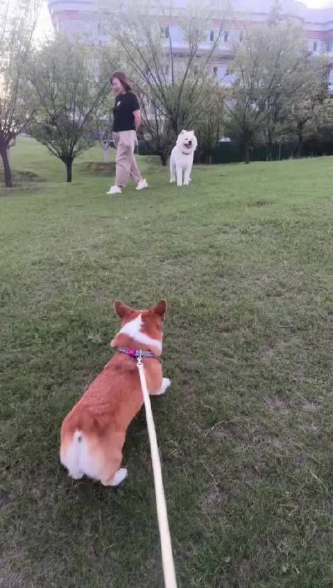 耶耶与皮皮对骂不敌，网友调侃黑豹可治皮皮