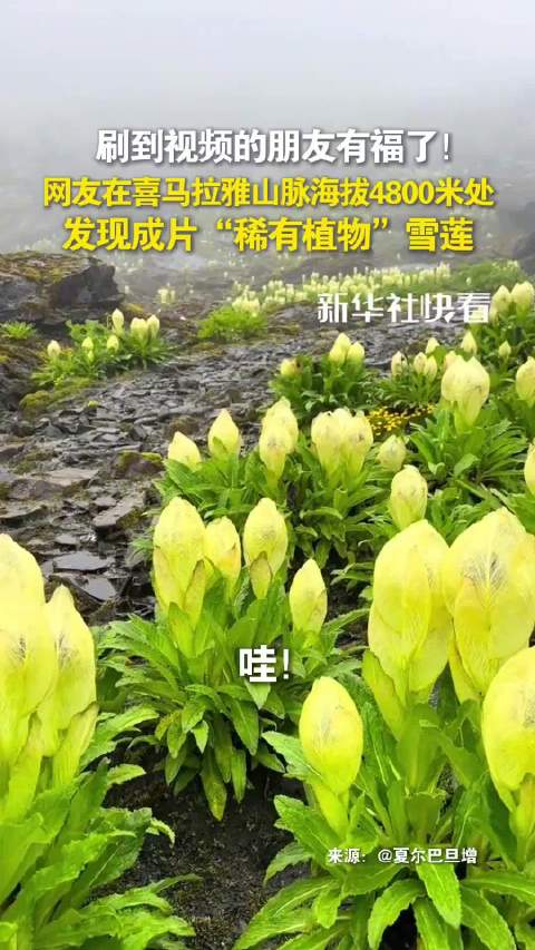 海拔4800米高原现片片雪莲