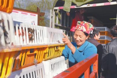 在普格县五道箐镇沙合莫村,龙马潭区购买了5000羽鸡苗免费发放给当地村民。