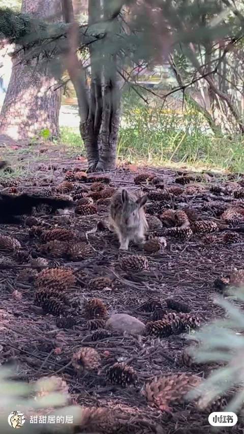 其实我妈虽然是兔子但在外面也是战狼来的