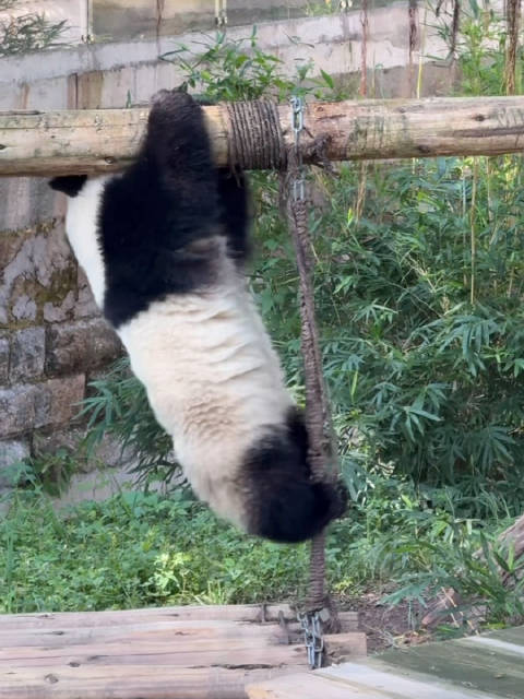 奇三妹单杠跃秋千动作丝滑利落