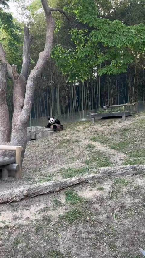 福宝表演功夫熊猫变发疯，怒对观众笑声