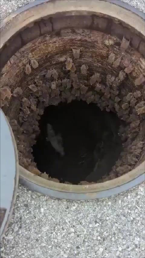 好一个蝙蝠洞，掉进去怕是能变成蝙蝠侠