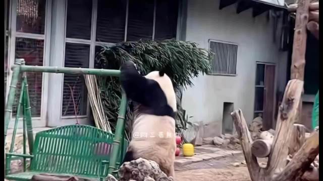 谁能拒绝一只会玩秋千的功夫熊猫啊，萌得我心砰通砰通的跳