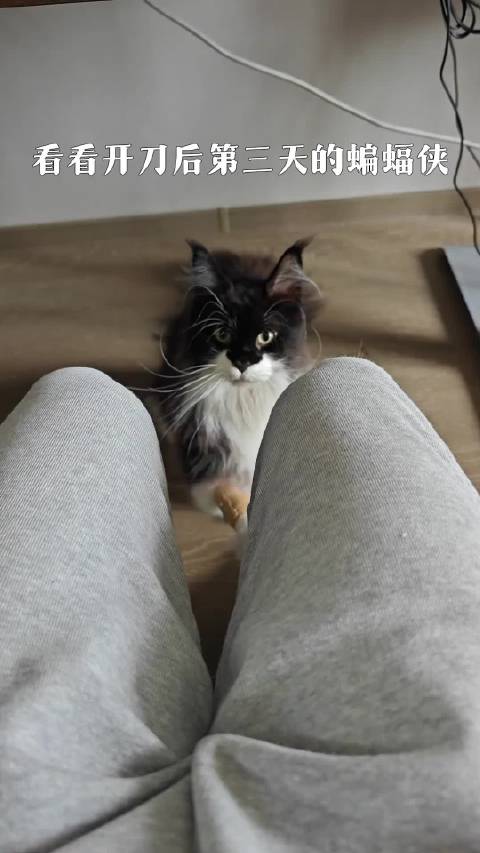 今天带蝙蝠侠看病偶遇一只小拉布拉多，是有什么天意要安排吗？