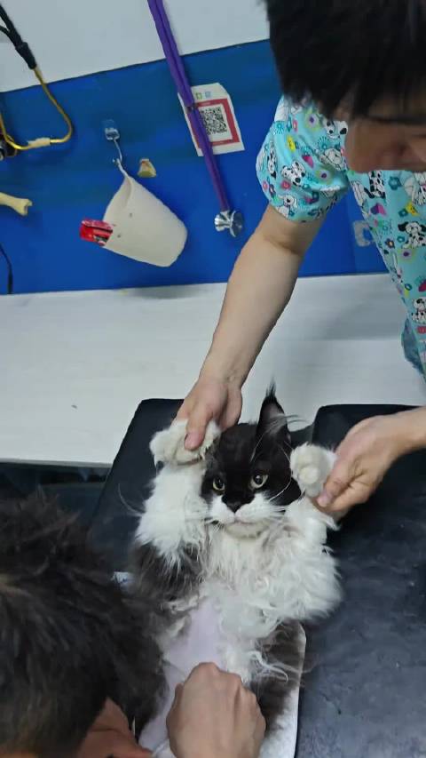 向大家汇报蝙蝠侠的病因和现状，养猫人引以为戒