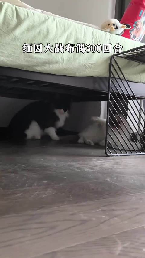 终于拍到一次蝙蝠侠霸凌张果伟的罪证了