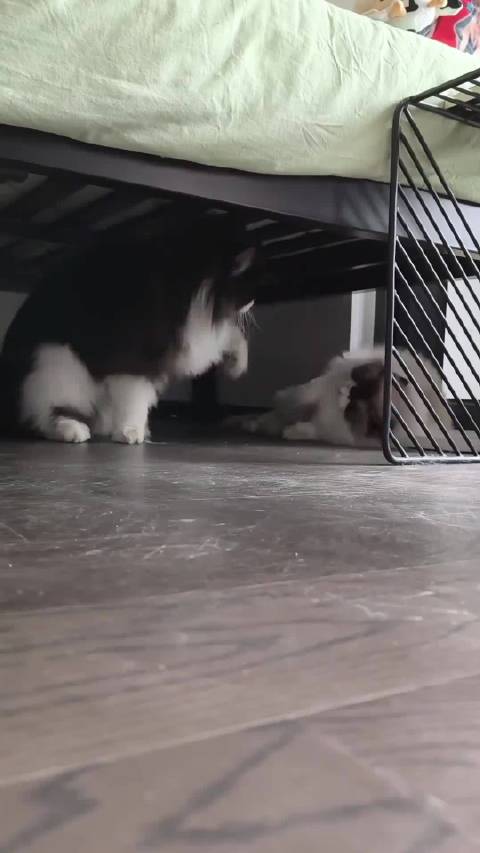 给你们看看张果伟是怎么欺负蝙蝠侠的，这下没人觉得他可怜了吧