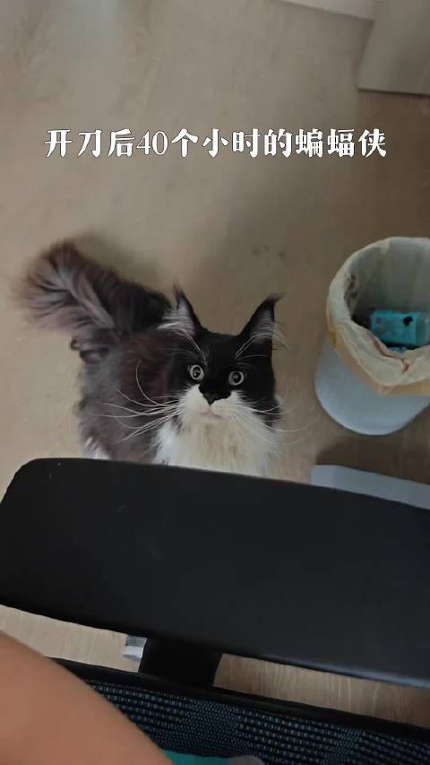 看看术后40个小时的蝙蝠侠，挨一刀之后比狗都听话