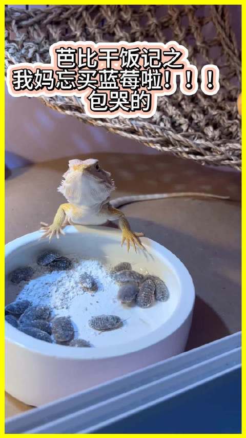 鬃狮蜥拒食虫子讨要蓝莓，扒食盆抗议