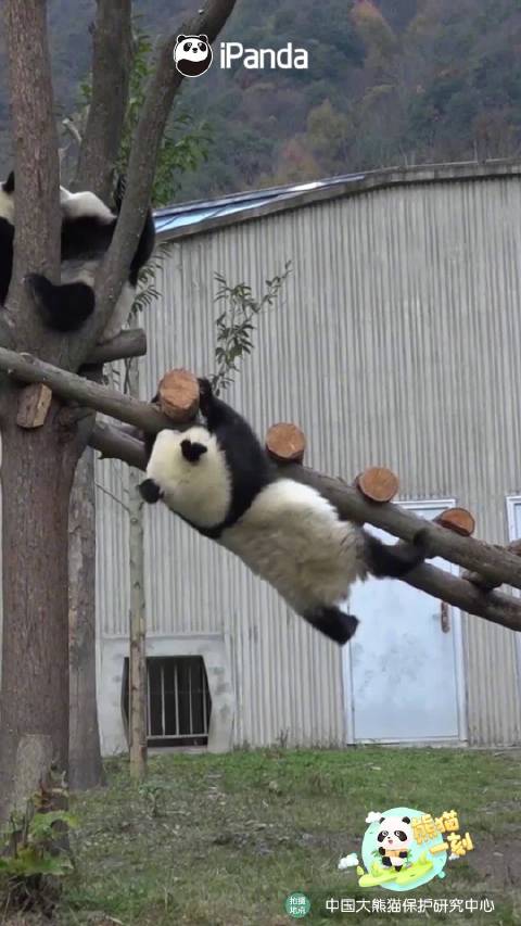 太酷啦！大熊猫不愧是功夫熊猫臂力惊人