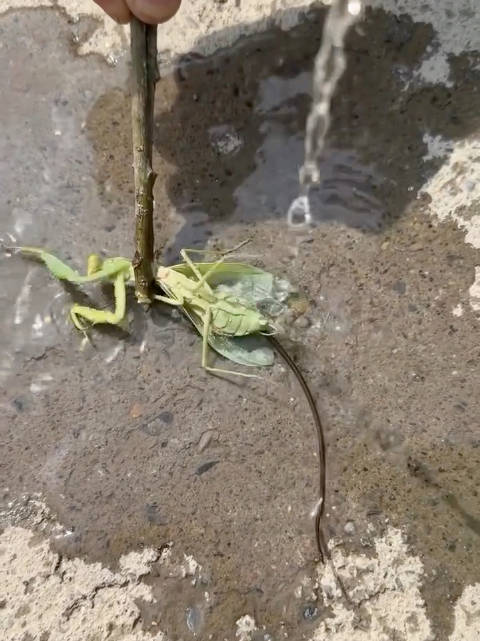 自然界操控术：铁线虫寄生螳螂的致命操纵！