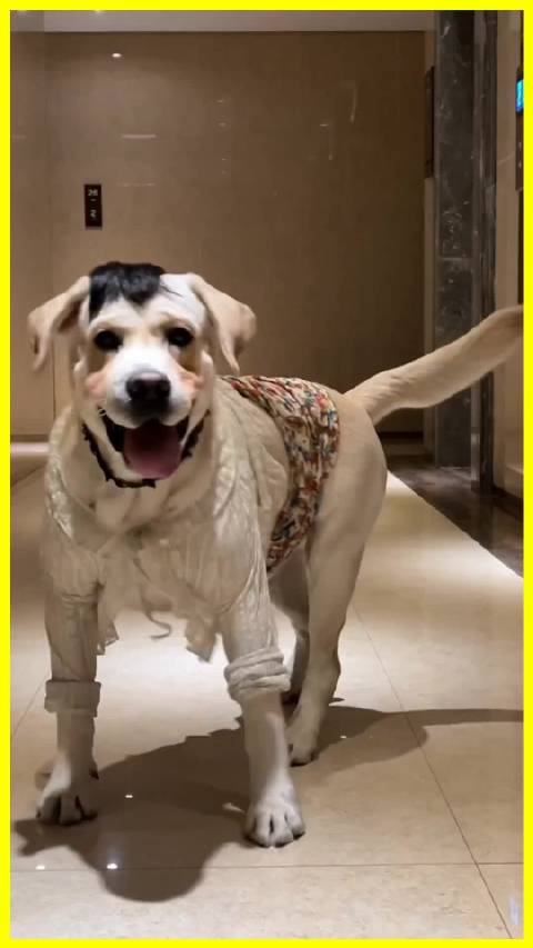 狗狗时装秀惊艳亮相，黄色连帽装蝙蝠侠披风萌翻全场