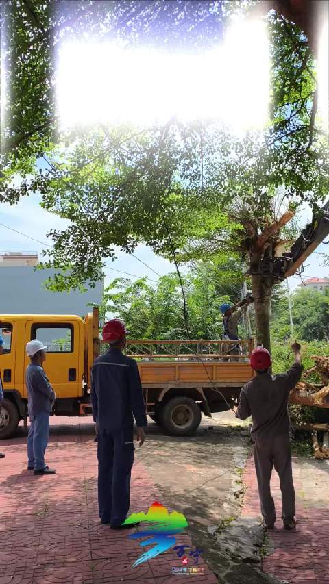 抢时间，除隐患 万宁供电局全力推进电力线路树障清理工作