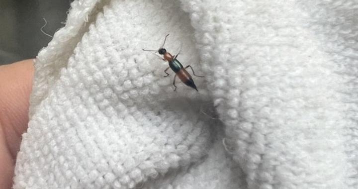 菏泽网友爆料家中近期发现这种虫子！毒液堪比硫酸！千万别直接拍打