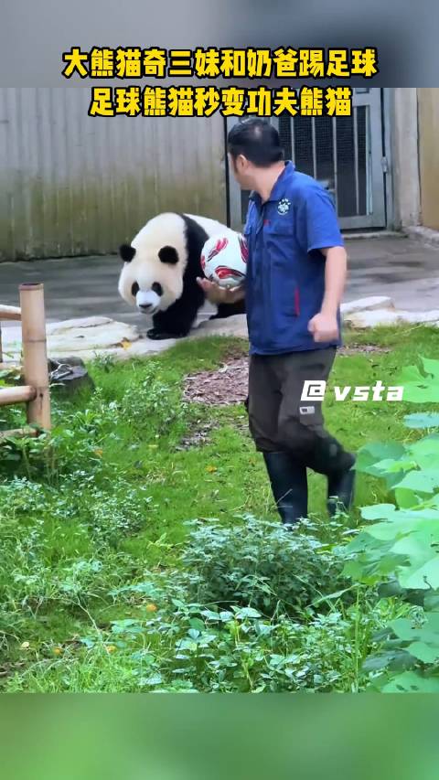 大熊猫奇三妹和奶爸踢足球，足球熊猫秒变功夫熊猫！