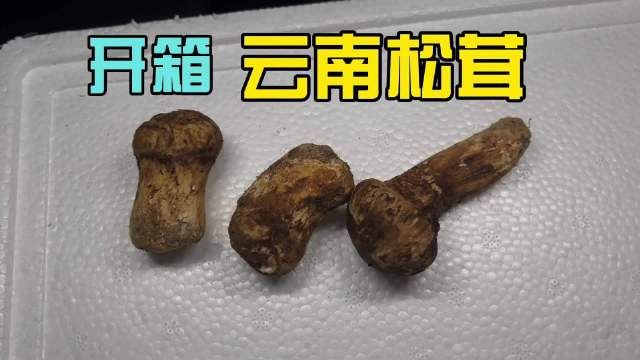 云南3000米松林菌王48小时冷链直达都市