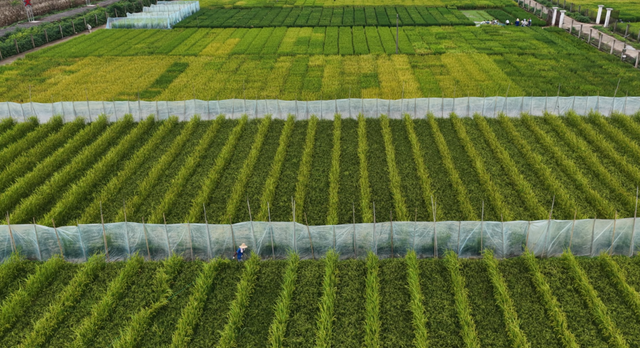 禾盛生物育种研究院鄂州基地。王超 图