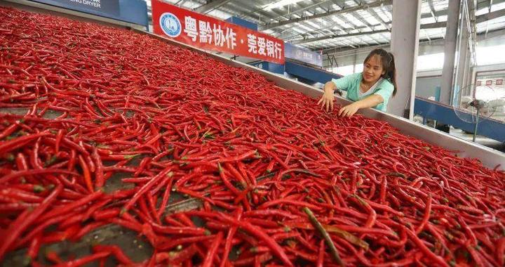 黔货出山产业兴，莞印共谱“红火”山海情