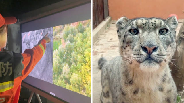 西宁动物园越狱雪豹已找到