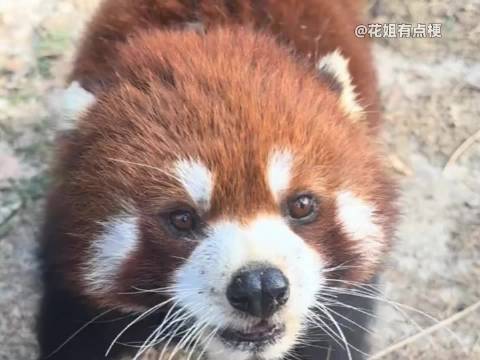 它不懂永别，只是在等一个不会醒来的朋友 笨拙的想把所有温柔都给你 动物世界