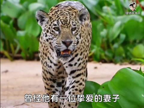 他是人前冷峻的王者，也是她面前霸道的守护者