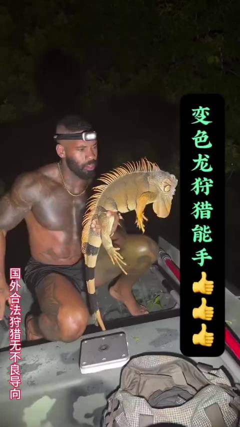 国外探险者夜捕变色龙，野外求生新体验！