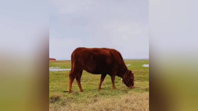 男子365天寻找牛马优点动物，积水倒影中发现是自己