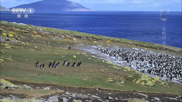 伪装摄像机揭秘帝企鹅等三种企鹅成长故事
