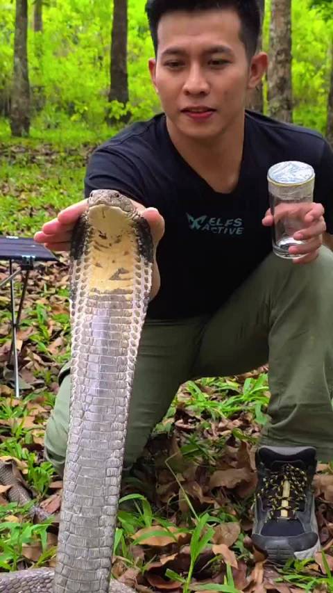 眼镜王蛇毒液的获取方式...这玩意儿没有更安全一些的方式吗