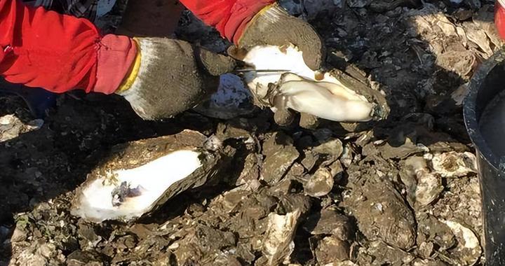 生蚝里面黑色的物质是什么？寄生虫还是便便？你真的要注意了