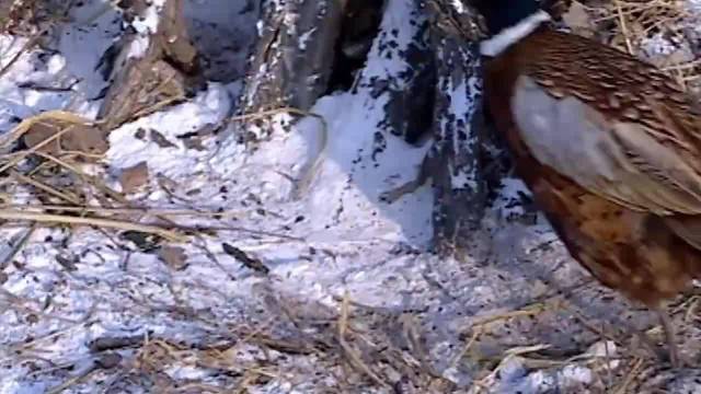 金枝欲孽：后宫妃嫔争宠不断，圣上看透自嘲：怪我一时贪心念旧