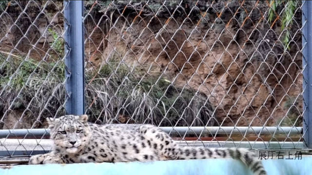 雪豹凌小芒趴墙头显可爱身姿