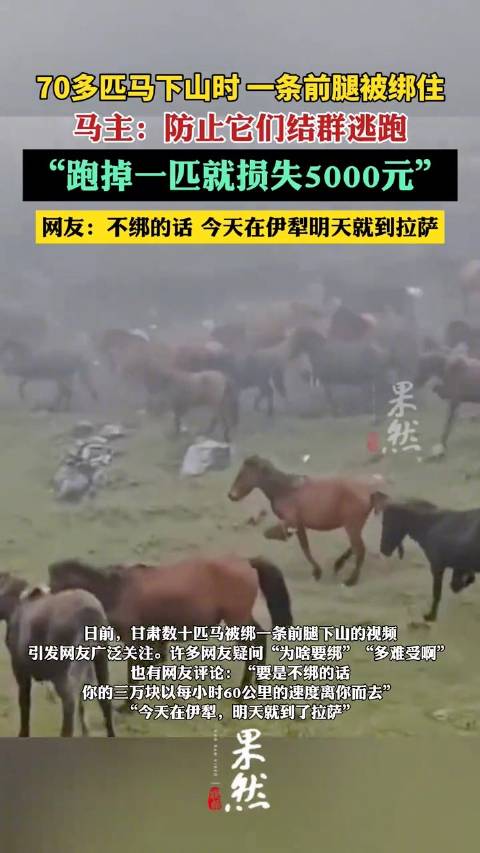 70多匹马下山时被绑住一条前腿，马主回应：防止它们结群逃跑，损失一头就是5000元