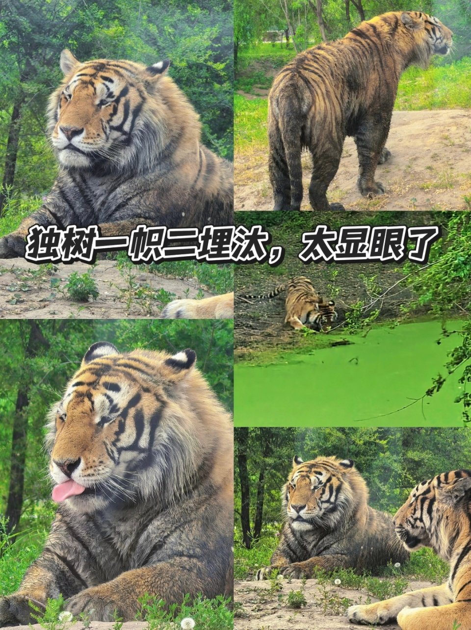 网红东北虎二埋汰的“泥巴医保”：揭秘裹泥背后的自然智慧