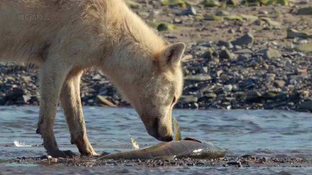 这样的《动物世界》解说，有点意思