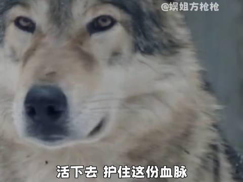 传奇狼后索菲亚诠释忠贞不渝的爱情 狼 万物皆有灵性