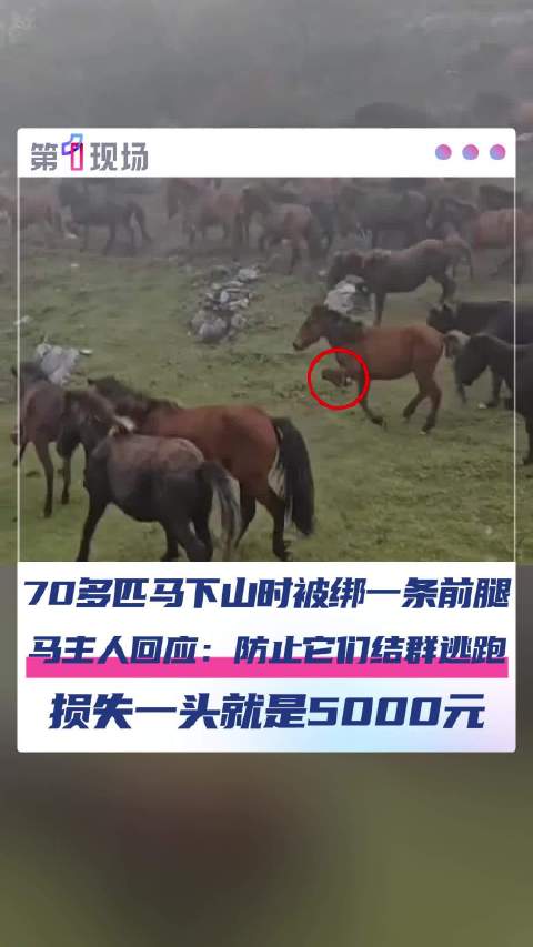 “上午新疆伊犁，晚上法国巴黎！”甘肃山头惊现马群绑腿狂奔