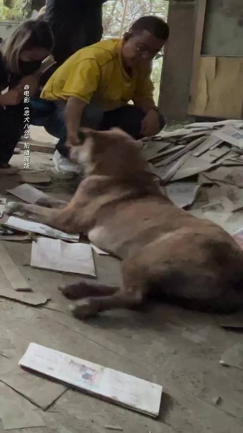 小八筒：大狗狗怎么不动了！你们快救救它狗狗